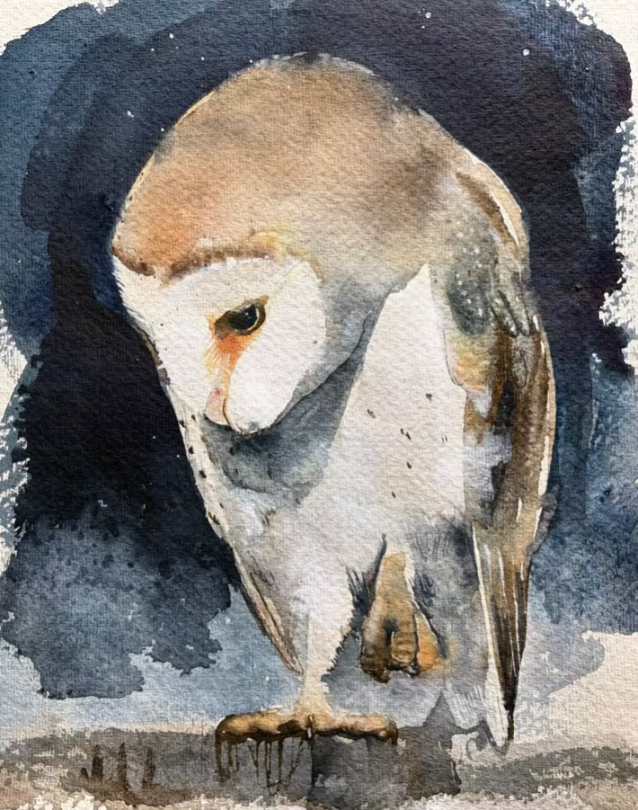Barn Owl study 1 - indigo