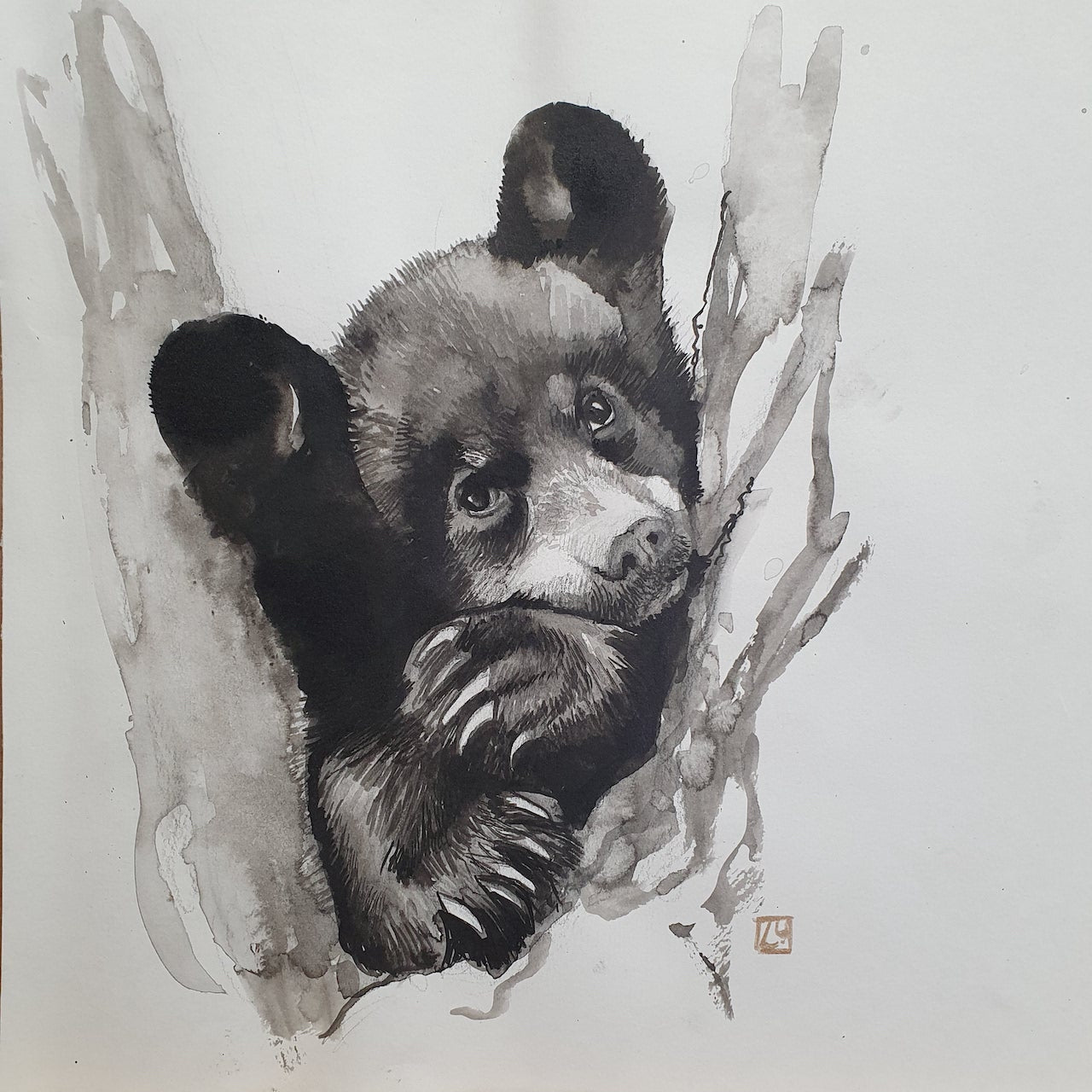 "Baby black bear in a tree"