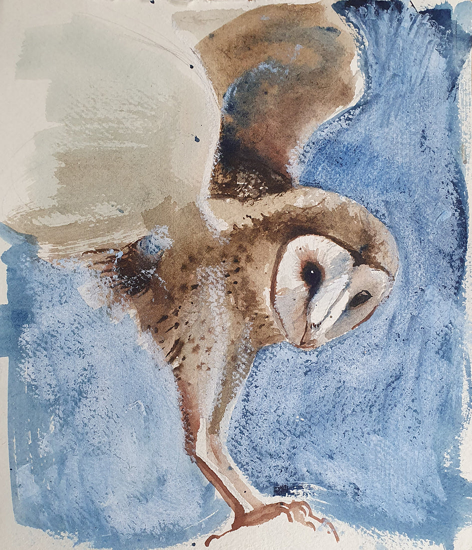 Barn owl on blue