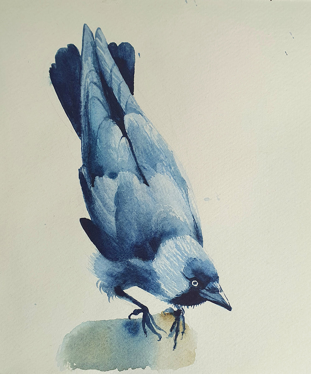 Jackdaw