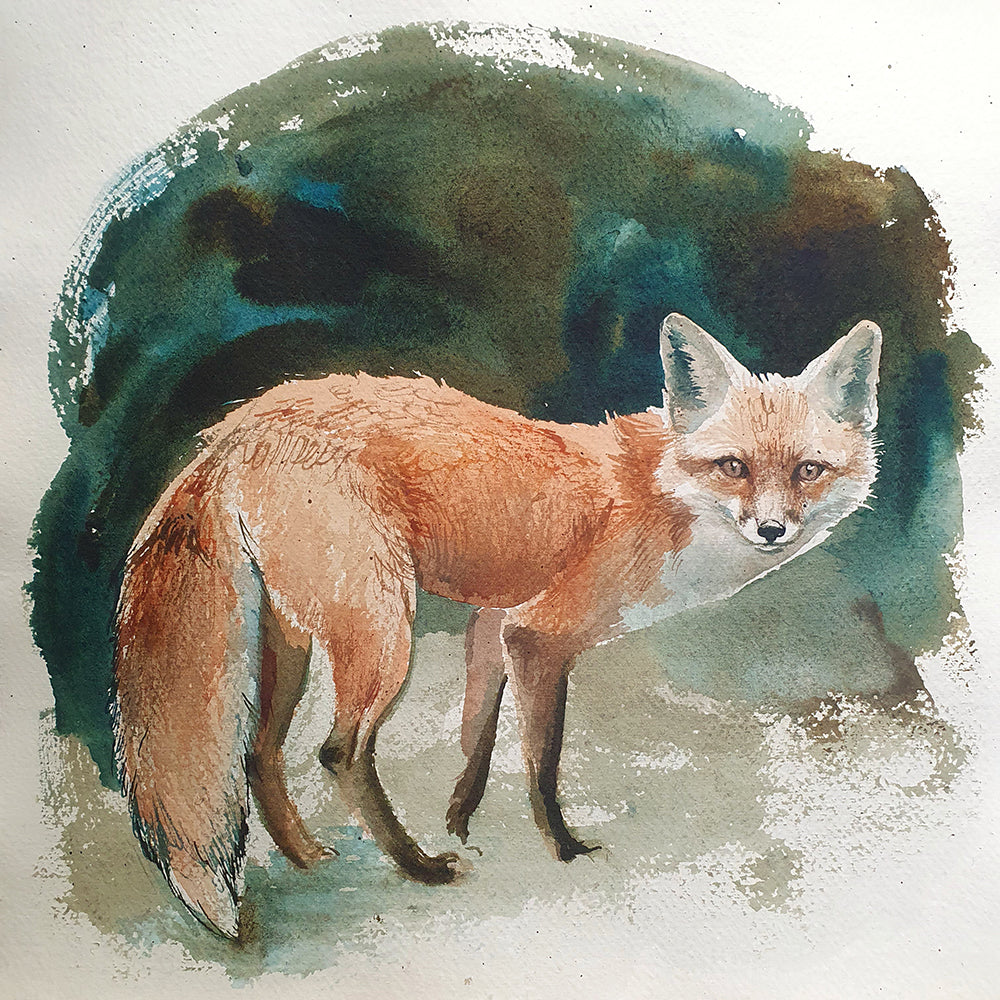 Vulpes vulpes