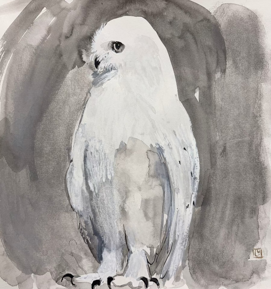 Snowy Owl