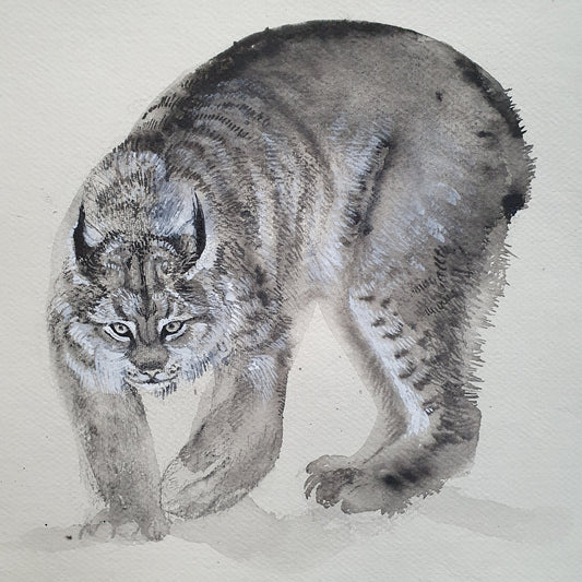 Lynx sketch