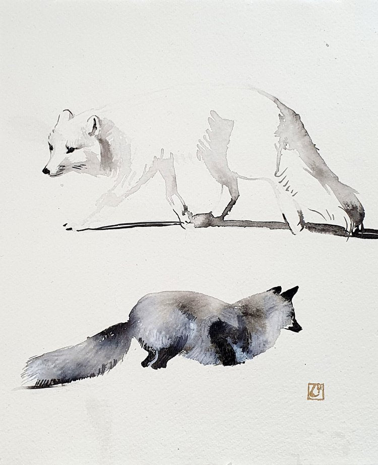 Arctic foxes studies