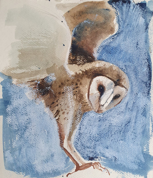 Barn owl on blue
