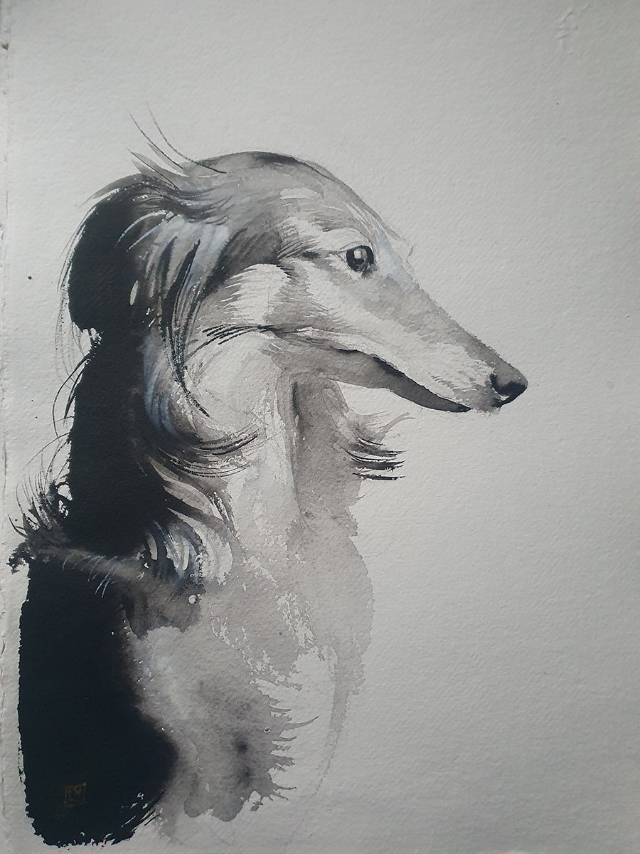 Saluki study 2