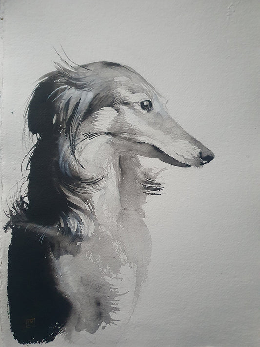 Saluki study 2