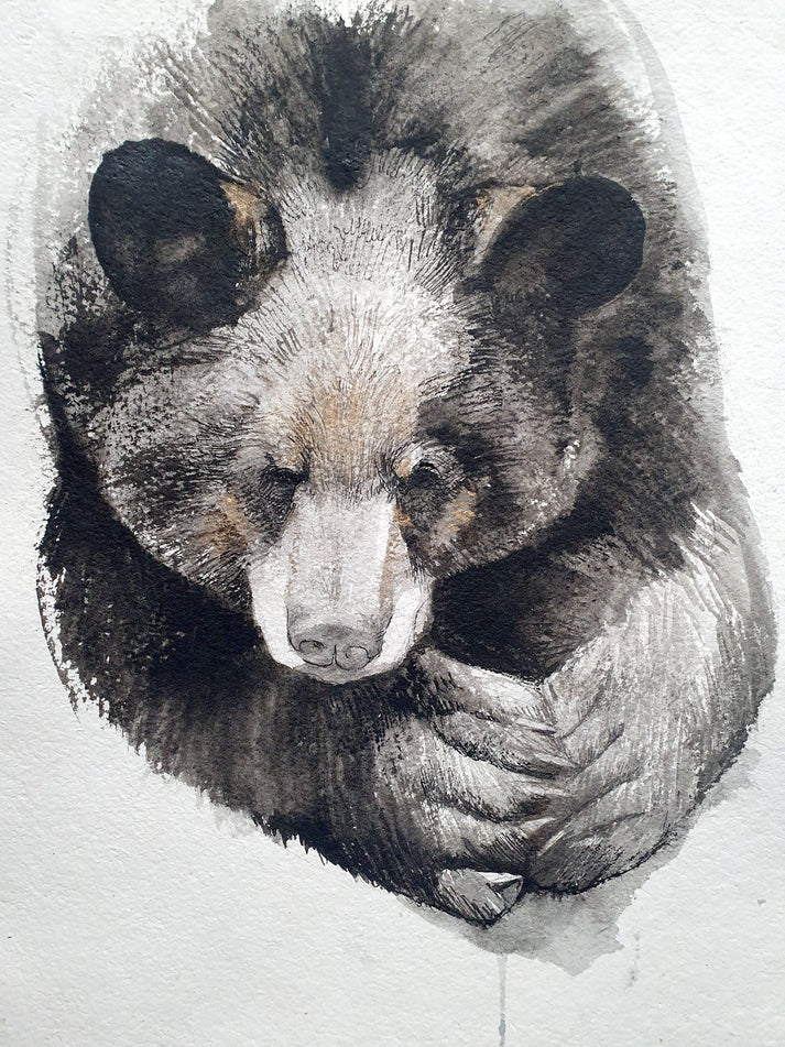 Sleepy Black Bear – LupiArt