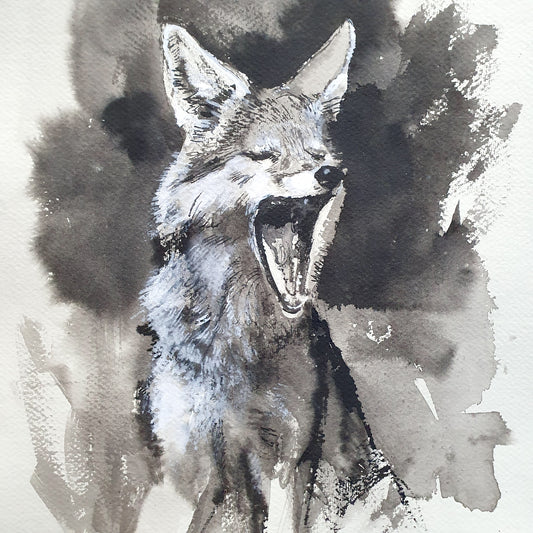 Yawning coyote